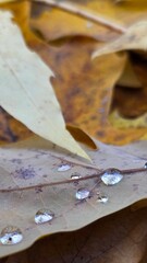 Macro close-up of clear raindrops resting on the textured surface of a fallen autumn leaf with a soft focus background.