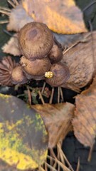 A macro photo of a tiny yellow spotted ladybug resting on a cluster of wild brown mushrooms in an autumn forest.