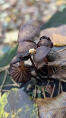 A tiny yellow spotted ladybug explores a cluster of small brown mushrooms on the autumn forest floor.