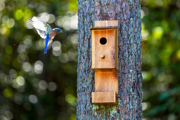 Male Eastern Bluebird with wings spread flies toward a pine-mounted nest box, framed by green forest bokeh and copy space.