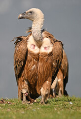 A powerful griffon vulture in the mountain
