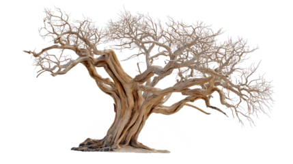 Withered fig tree full body on transparent white background, bare twisted branches with cracked bark and no fruit, symbolic biblical tree of judgment and unfruitfulness PNG.