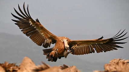 a majestic griffon vulture in spain © alberto