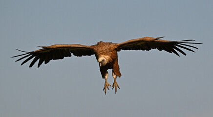 a huge griffon vulture in flight in spain