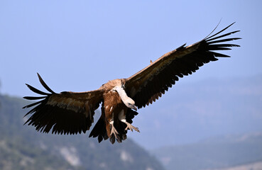a majestic griffon vulture in spain
