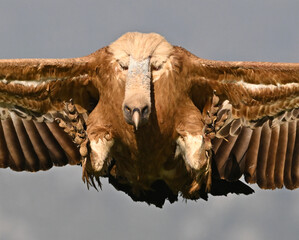 a powerful griffon vulture in spain