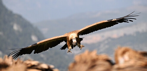 a majestic griffon vulture in spain © alberto