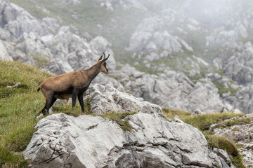 Nebelhorn in German Alps showcases a chamois standing majestically on rocky terrain