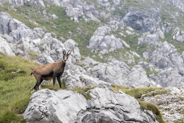 Nebelhorn in German Alps showcases wild chamois on rocky terrain among stunning mountain scenery