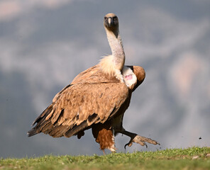 a majestic griffon vulture in spain
