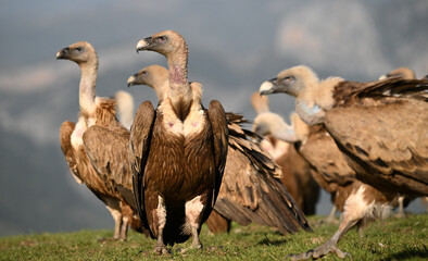 a powerful griffon vulture in spain