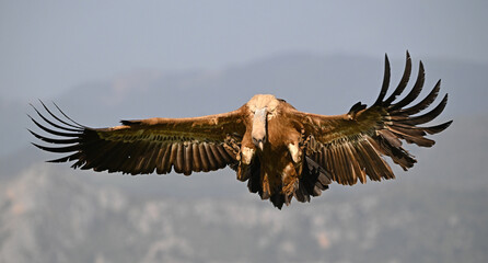 a huge griffon vulture in flight in spain