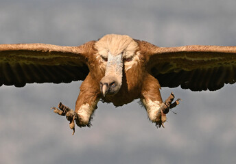 a majestic griffon vulture in spain
