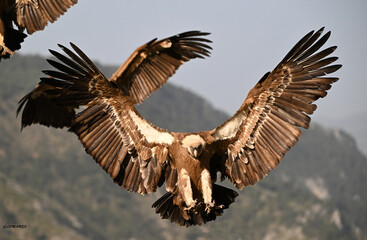 a huge griffon vulture in flight in spain
