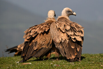 A powerful griffon vulture in the mountain