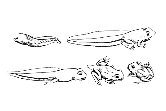 Image of a tadpole turning into a frog, old vintage illustration, 1894