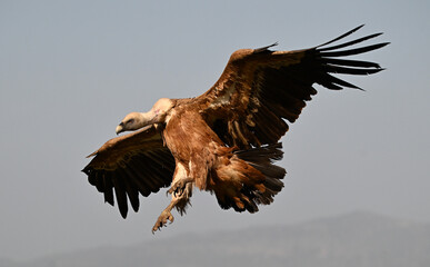 a huge griffon vulture in flight in spain