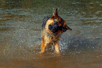 German shepherd dog shakes off water after swimming in a river, droplets flying around, showcasing playful energy and joy in a natural outdoor setting