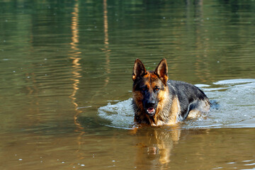 German shepherd dog swimming in a serene lake, splashing water around, showcasing its playful nature and love for outdoor activities in a natural environment