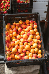 fresh apricots in crate