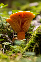 Bright orange mushroom growing amidst vibrant green foliage in a forest setting during daylight