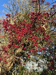 Close-up of red hawthorn berries clustered on branches against a clear blue sky in autumn.