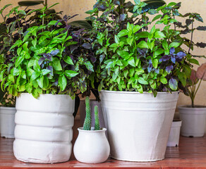 Basil grows in a large white pot as an ornamental plant, basil is widely used in cooking and as an ornamental plant