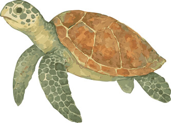 Vector watercolor illustration of a hawksbill sea turtle