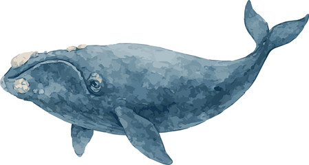 Vector watercolor realistic illustration of a right whale