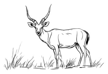 Impala antelope standing in grassland – elegant safari wildlife hand‑drawn line art vector illustration