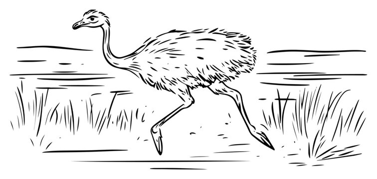 Running ostrich sketch &ndash; fast African bird in savannah hand‑drawn line art vector illustration