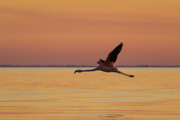Colorido atardecer con flamencos - parinas