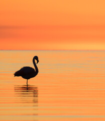 Colorido atardecer con flamencos - parinas