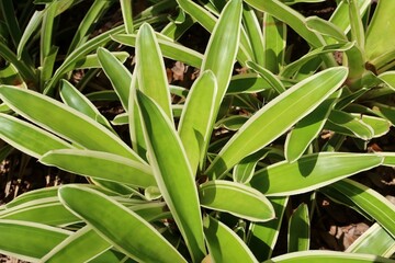 Obraz premium Neoregelia carolinae plant in Florida zoological garden
