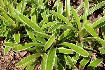 Obraz premium Neoregelia carolinae plant in Florida zoological garden