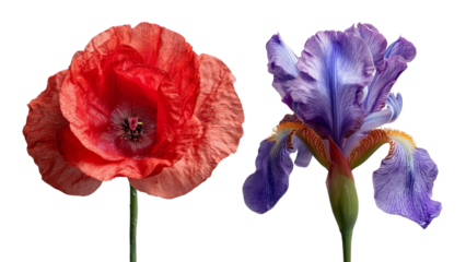 PNG of A vibrant red poppy and a stunning purple iris bloom side by side, showcasing their intricate textures and colors.