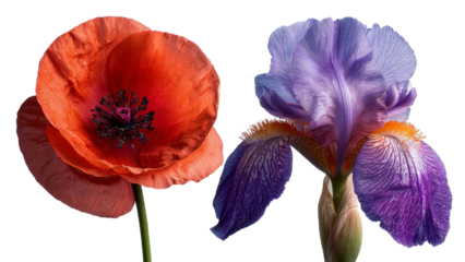 PNG of A vibrant red poppy flower alongside a delicate purple iris, showcasing nature's beauty and color diversity.