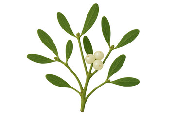 Fototapeta premium Mistletoe sprig with white berries and green leaves, symbolizing christmas holiday tradition and festive decoration