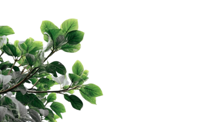 PNG of Lush green leaves on a branch, showcasing vibrant textures and shades of nature.