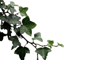 Naklejka premium PNG of A close-up of lush green ivy leaves against a dark background, showcasing their vibrant textures and rich colors.