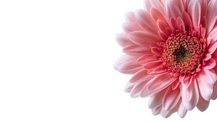 PNG of A close-up of a beautiful pink daisy flower against a black background, showcasing its delicate petals and vibrant center.