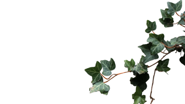 PNG of A lush green ivy branch with vibrant leaves against a dark background, creating a striking contrast.