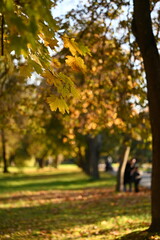 Fototapeta premium autumn park alley yellow leaves