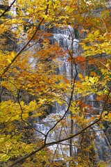 Fototapeta premium The waterfalls seen through the vibrant trees with fall colors near Chittenango Falls State Park, Madison County, New York, U.S.A