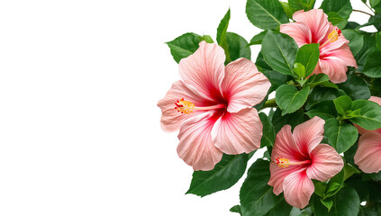 Obraz premium A beautiful bush of garden hibiscus isolated on a transparent background