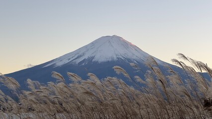 Fototapeta premium mt fuji in autumn