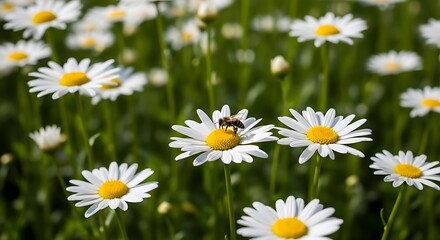 Obraz premium Close up of daisy flowers with a bee collecting pollen in a field