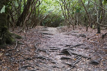 A dense forest path winding through numerous exposed tree roots covering the trail surface near...