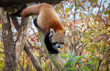 Red panda in Munich zoo