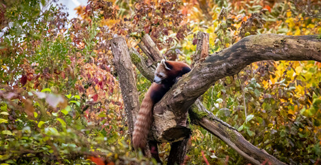 Red panda in Munich zoo
